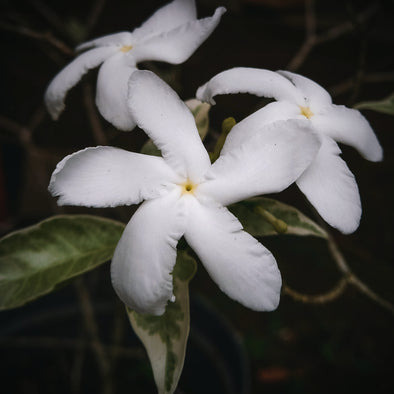 Toccata & Fougère™ Jasmine Hand-Dipped Incense